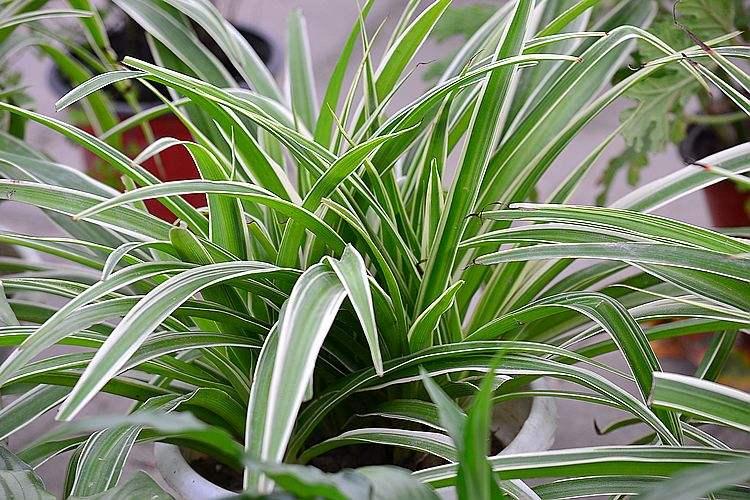 吊兰怎么水养才能更旺盛,水养吊兰怎么养才能爆盆和爬满墙