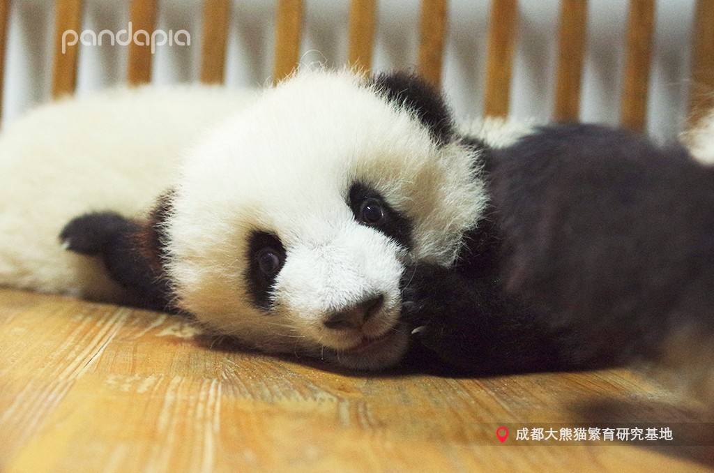 做塑料姐妹,真正的塑料姐妹是什么样的