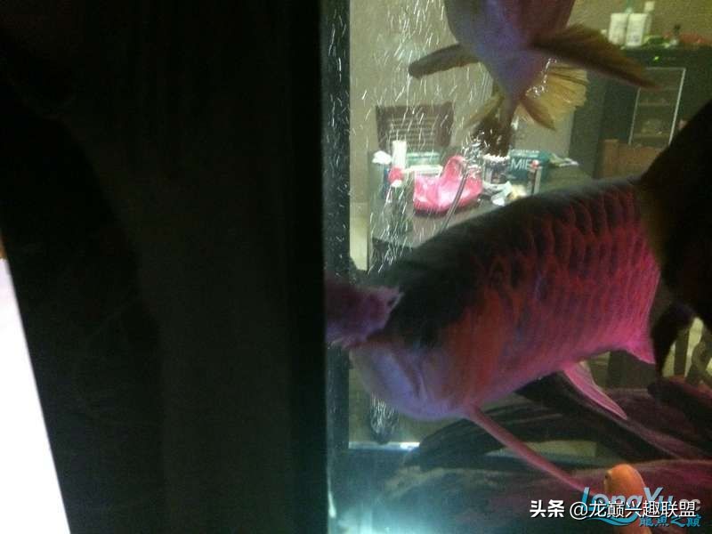 手把手教你做龙鱼最强营养秘方食谱--鲜虾牛肉狮子头,别馋哈