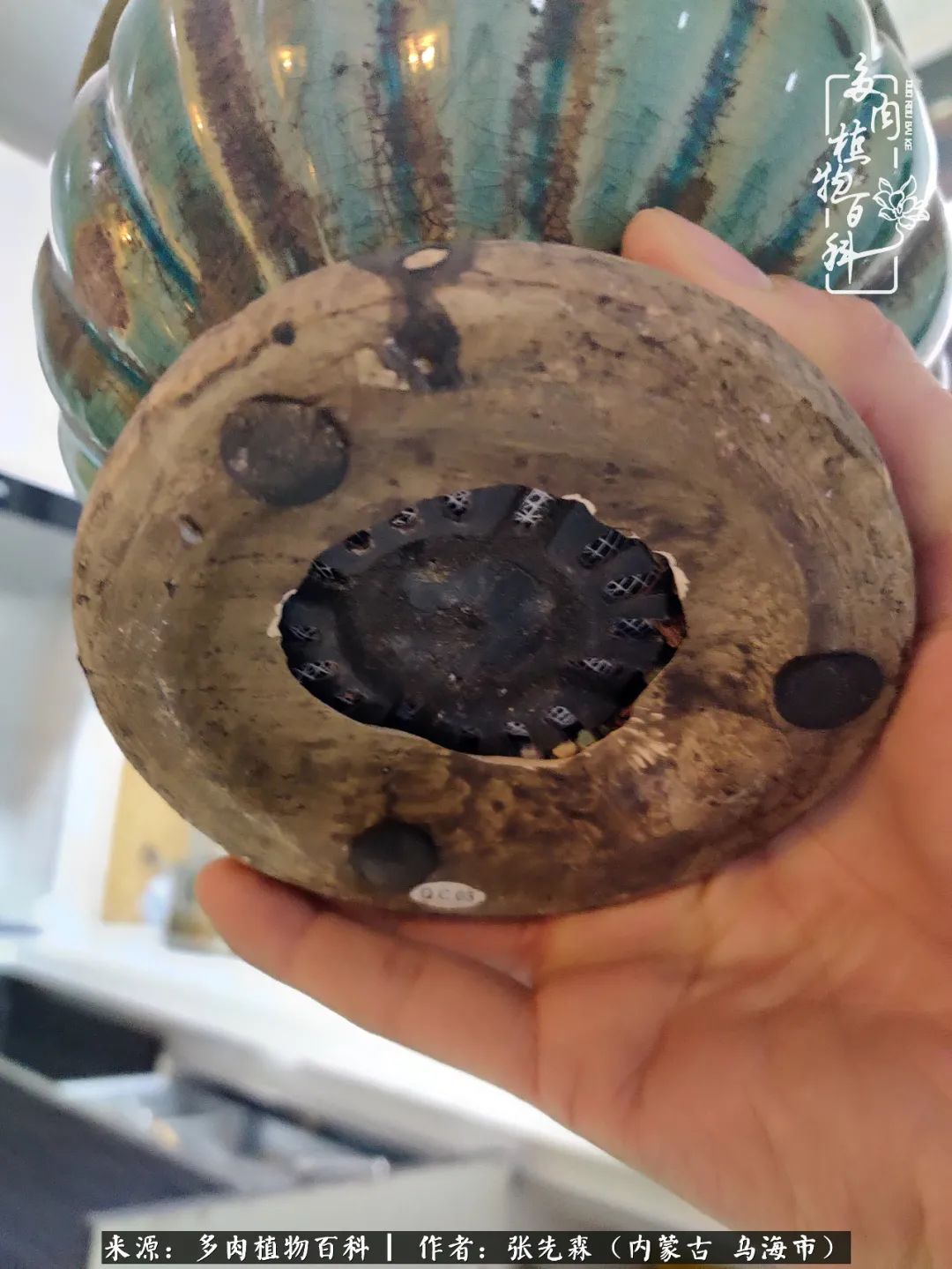 吸取教训，不断探索，英语老师的多肉碎碎念