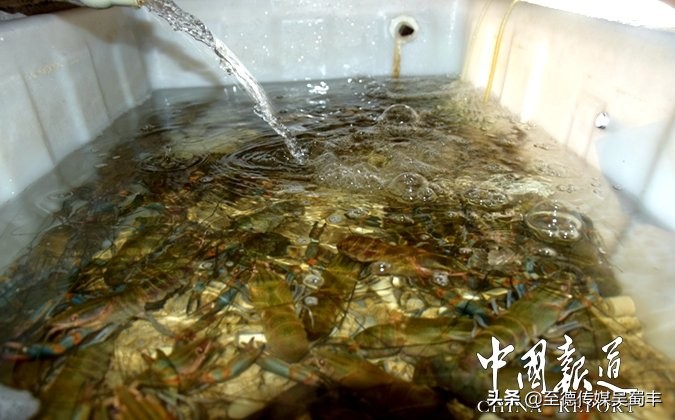 渝北澳洲淡水龙虾,上海澳洲淡水龙虾