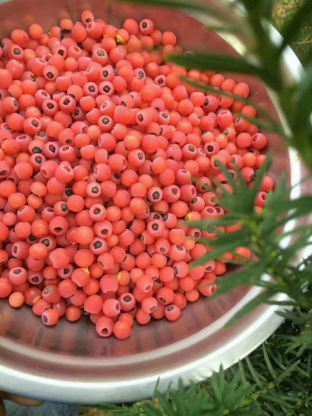 红豆杉果能煮水喝吗,红豆杉果子可以泡醋吗