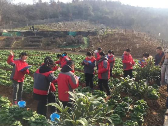 南京市金陵小学南京排名,南京市金陵小学2017