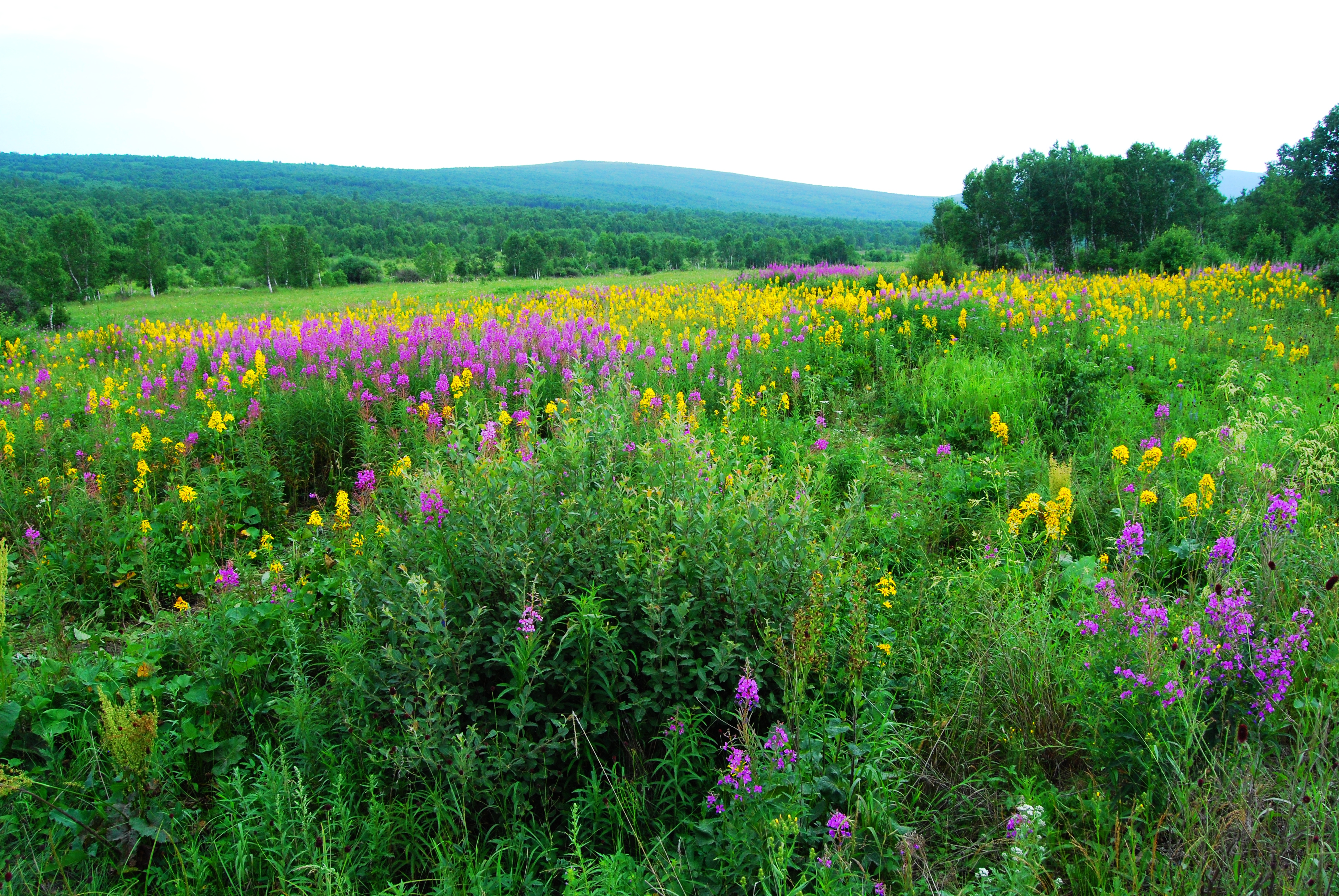 一辆车，从东乌旗沿中蒙边境公路到阿尔山，漫长边关寻迹历史遗存
