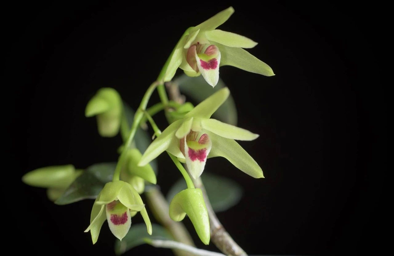 铁皮石斛养不活,铁皮石斛储存不当怎么办