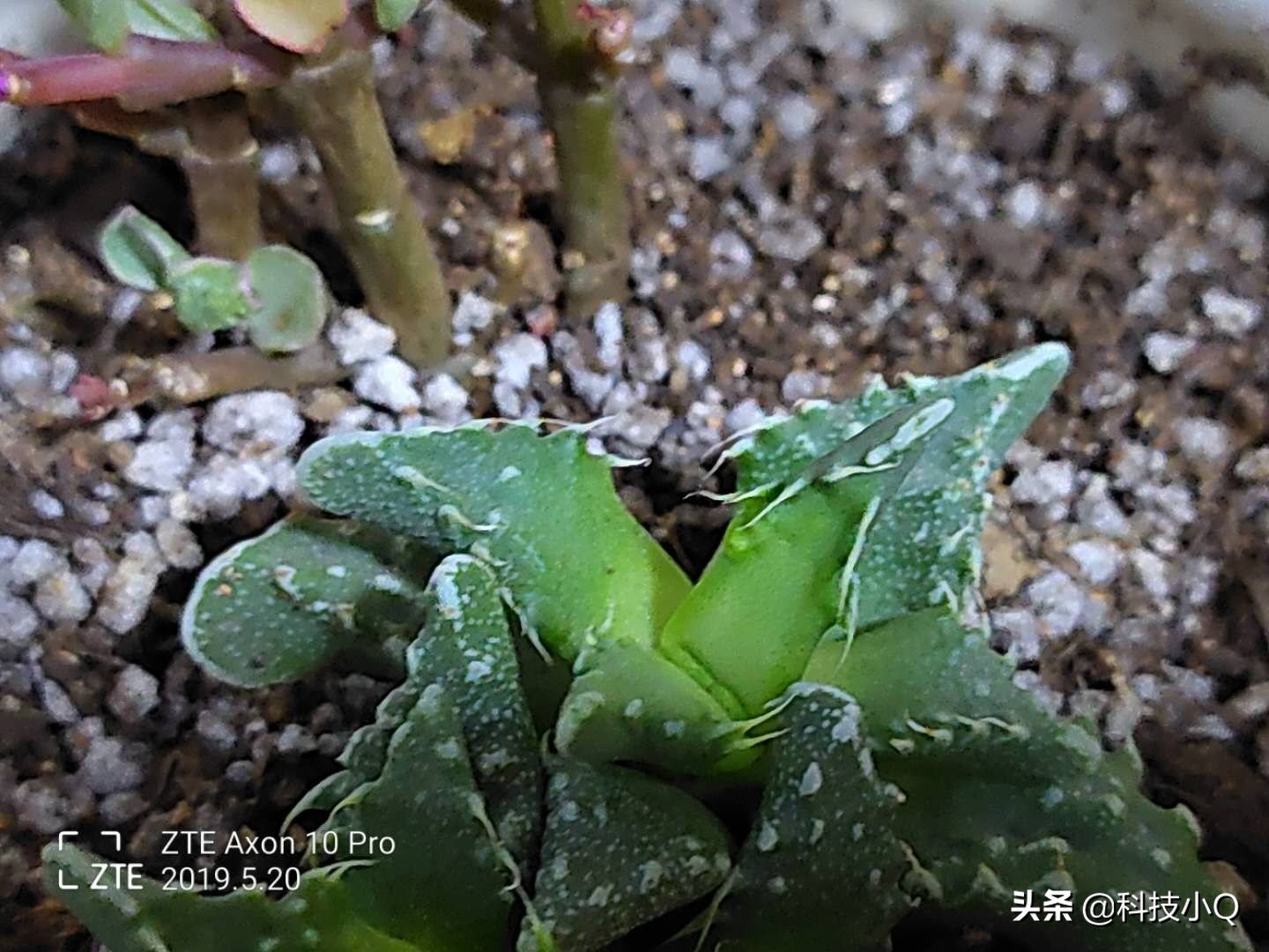 中兴天机axon10pro深度评测,中兴天机axon40pro测评