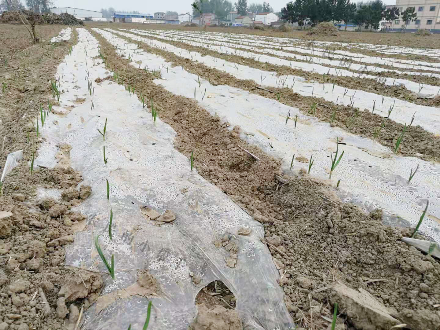 大蒜小苗长得细怎么回事,大蒜幼苗弱苗现在怎样管理