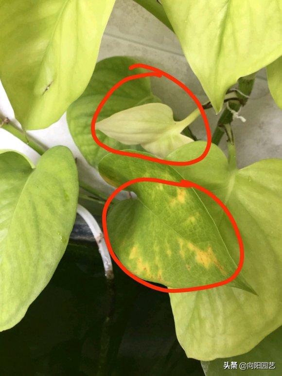 绿萝为什么加了营养液还是黄叶子,绿萝黄叶原因及解决办法