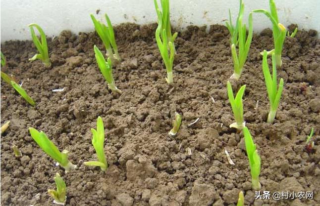 大蒜种下会开花吗,大蒜种下去就会长葱吗