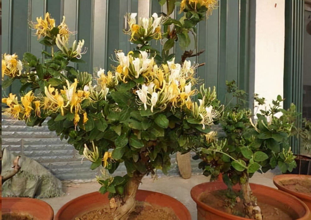 人养花花养人下句,什么花好养活又好看还可以吃的