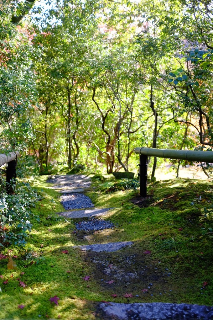 京都赏枫2022,京都赏枫必去景点有哪些好玩的