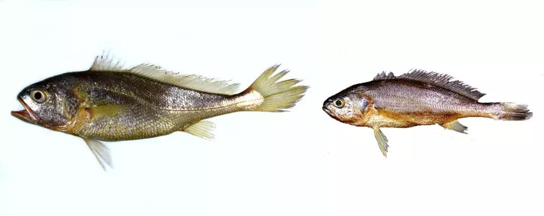 真正的黄花鱼是什么样,真假黄花鱼口感