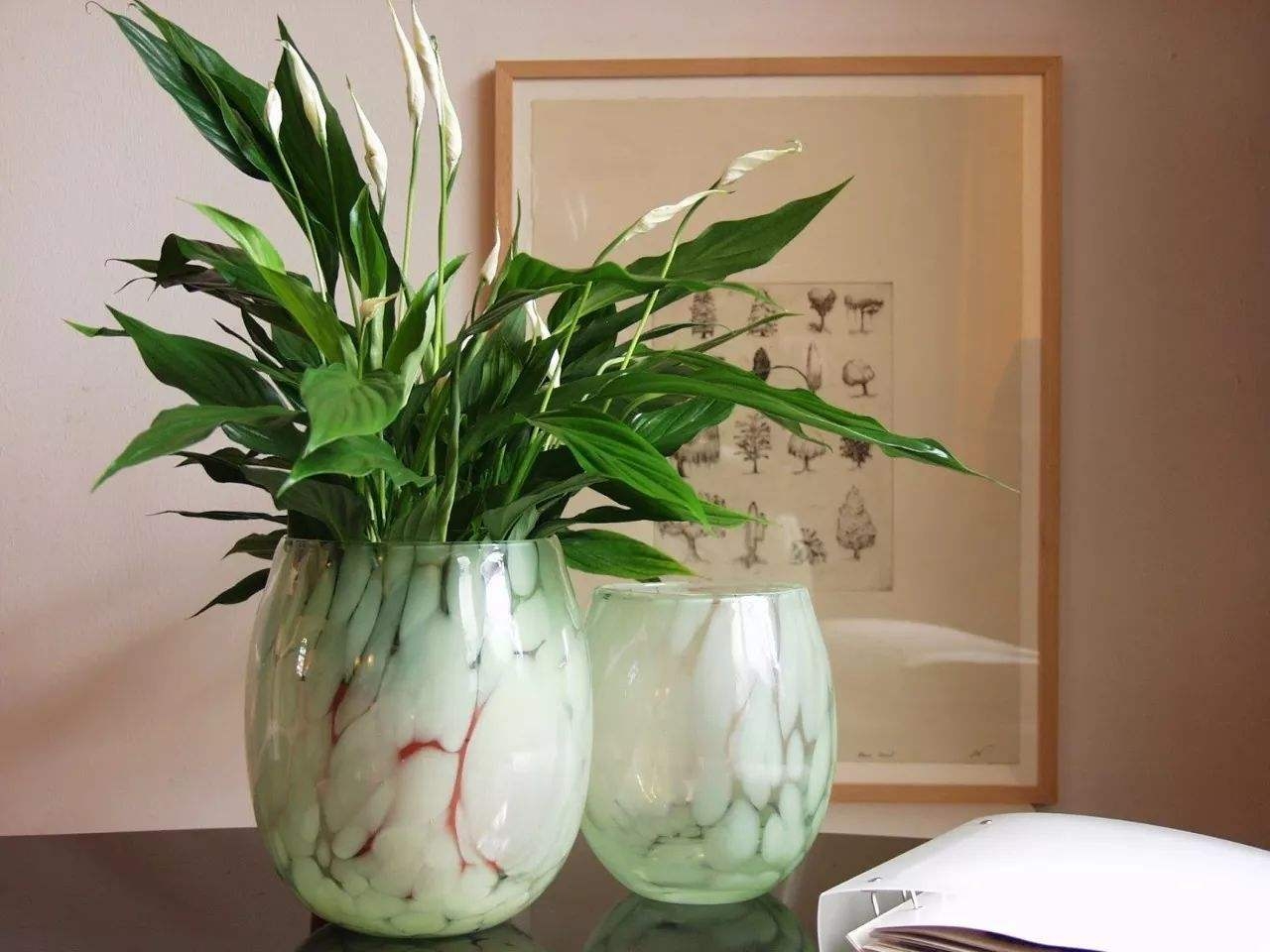 养这些植物吸收甲醛,家里再不担心甲醛危害!