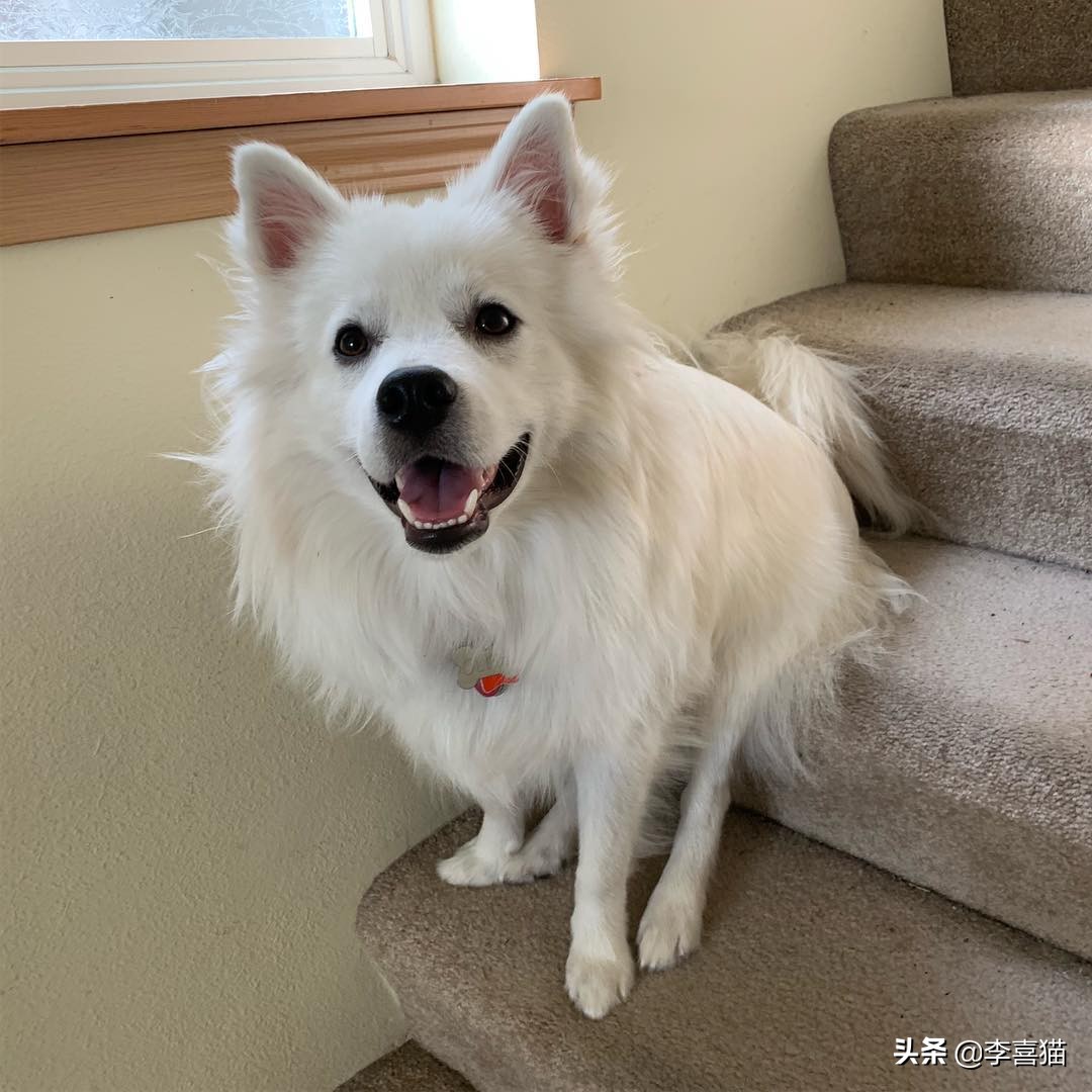 狗狗直立行走对它有什么危害吗,狗狗学站立对狗狗将来有多大危害