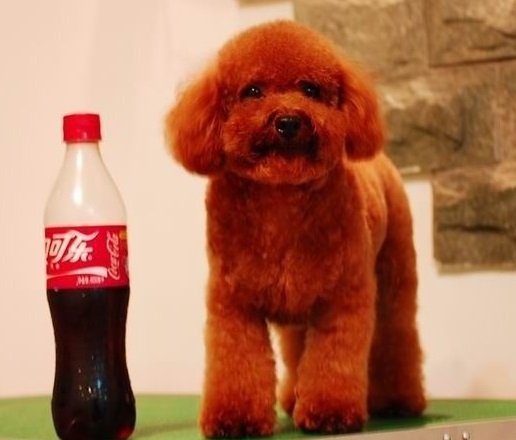 喂养泰迪用多少量的奶粉,茶杯泰迪如何饲养