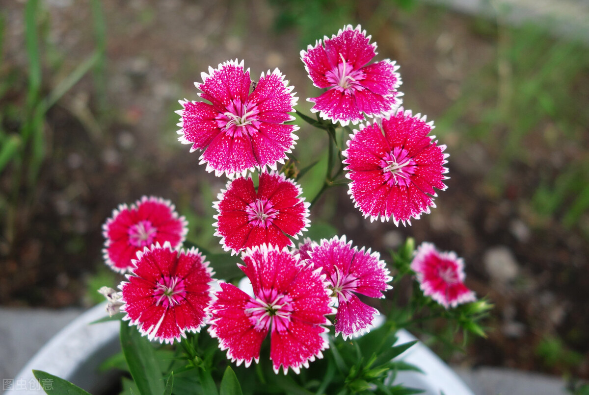 什么花适合送生日花,你的生日代表的花朵及寓意图片