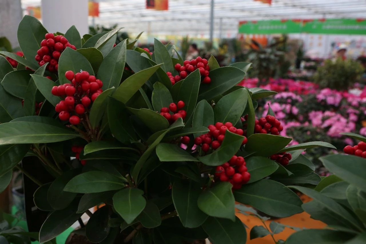 长春农博会游玩攻略,过年看农博会