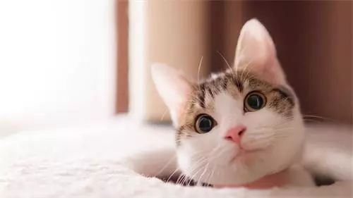 疫情中的替代性创伤,疫情替代性创伤