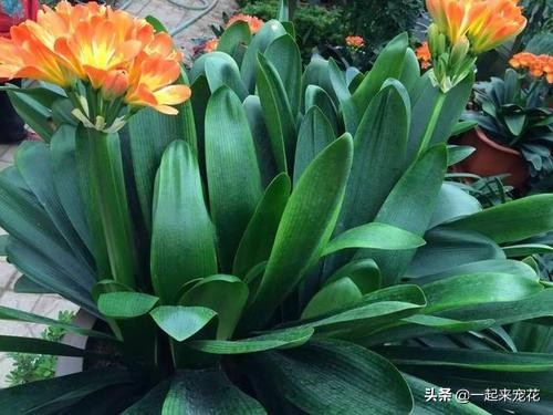 养君子兰掌握浇水小技巧,家庭养君子兰浇水方法