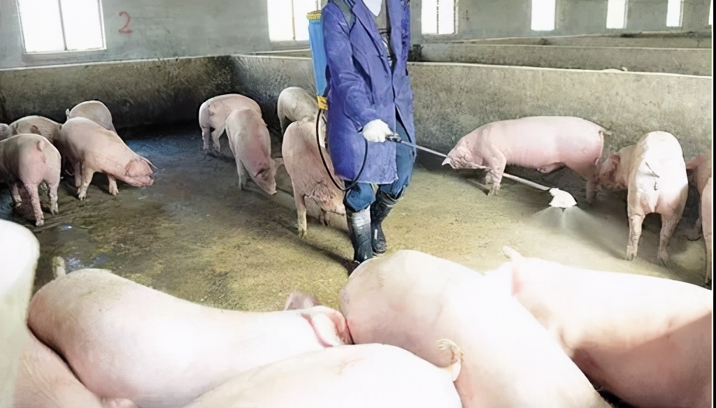 母猪产后容易遭受的2大疾病必看,母猪常见产后疾病的治疗原则