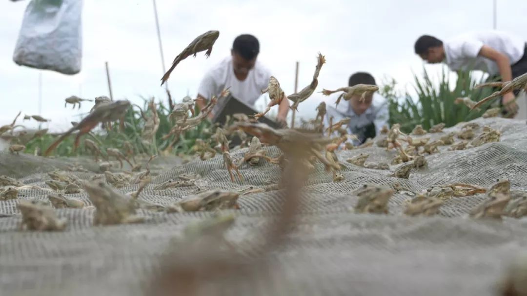 90后小伙养殖青蛙,农村创业致富养蛙