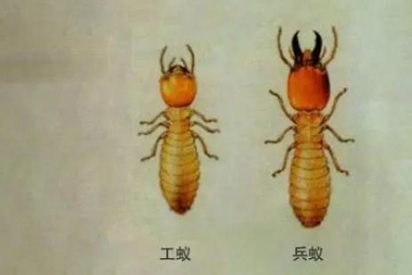 蚂蚁可以用树叶做什么有趣的事情,蚂蚁生长过程纪录片