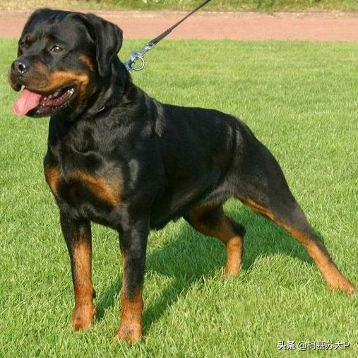 破冰行动赵嘉良是好人嘛,破冰行动赵嘉良身份