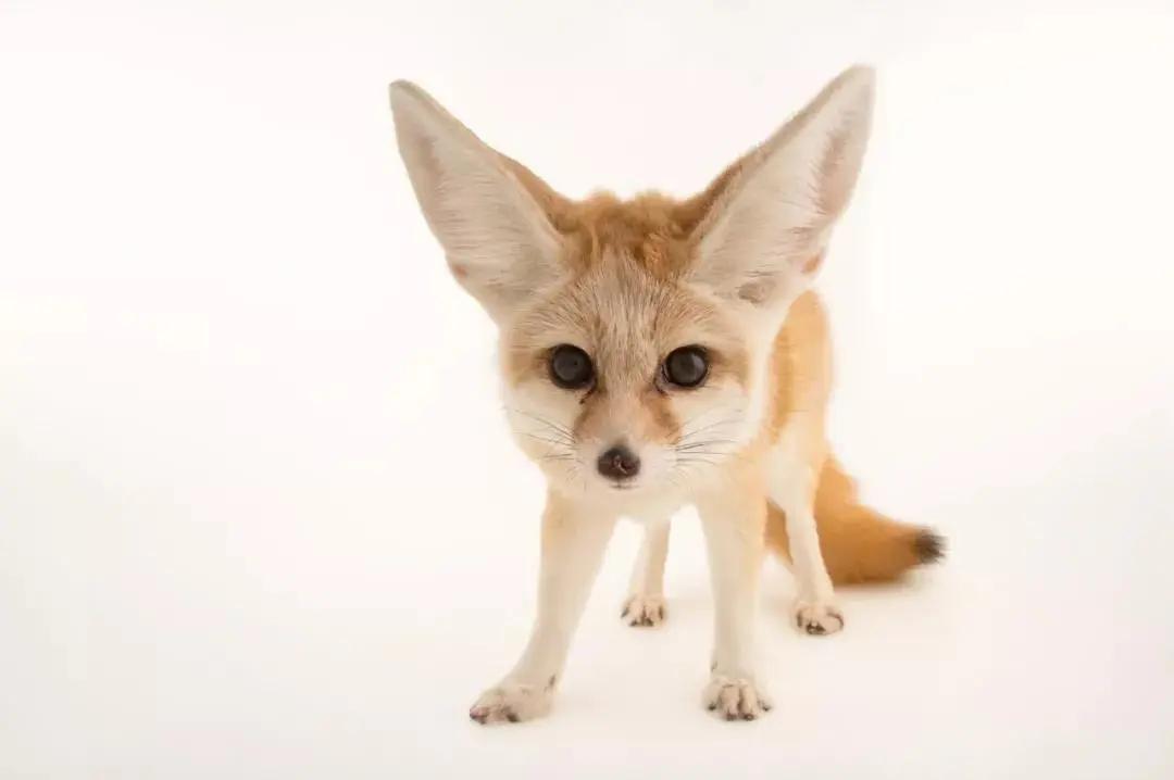 猫咪和狗狗冷知识,我的世界狗狗的冷知识