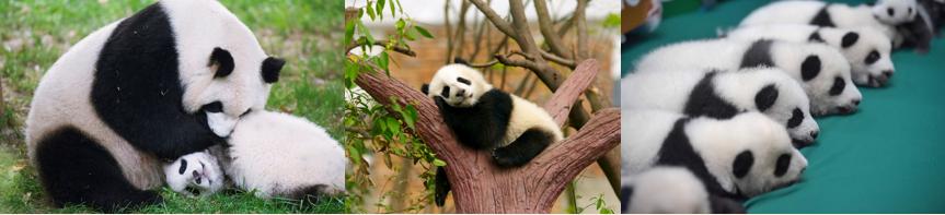 小熊美术水粉创意画,熊猫水粉画儿童画