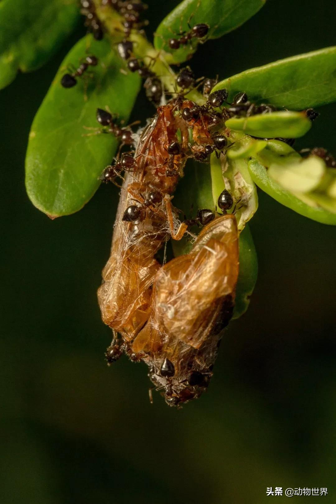 蚂蚁，一个社会与学科的诞生