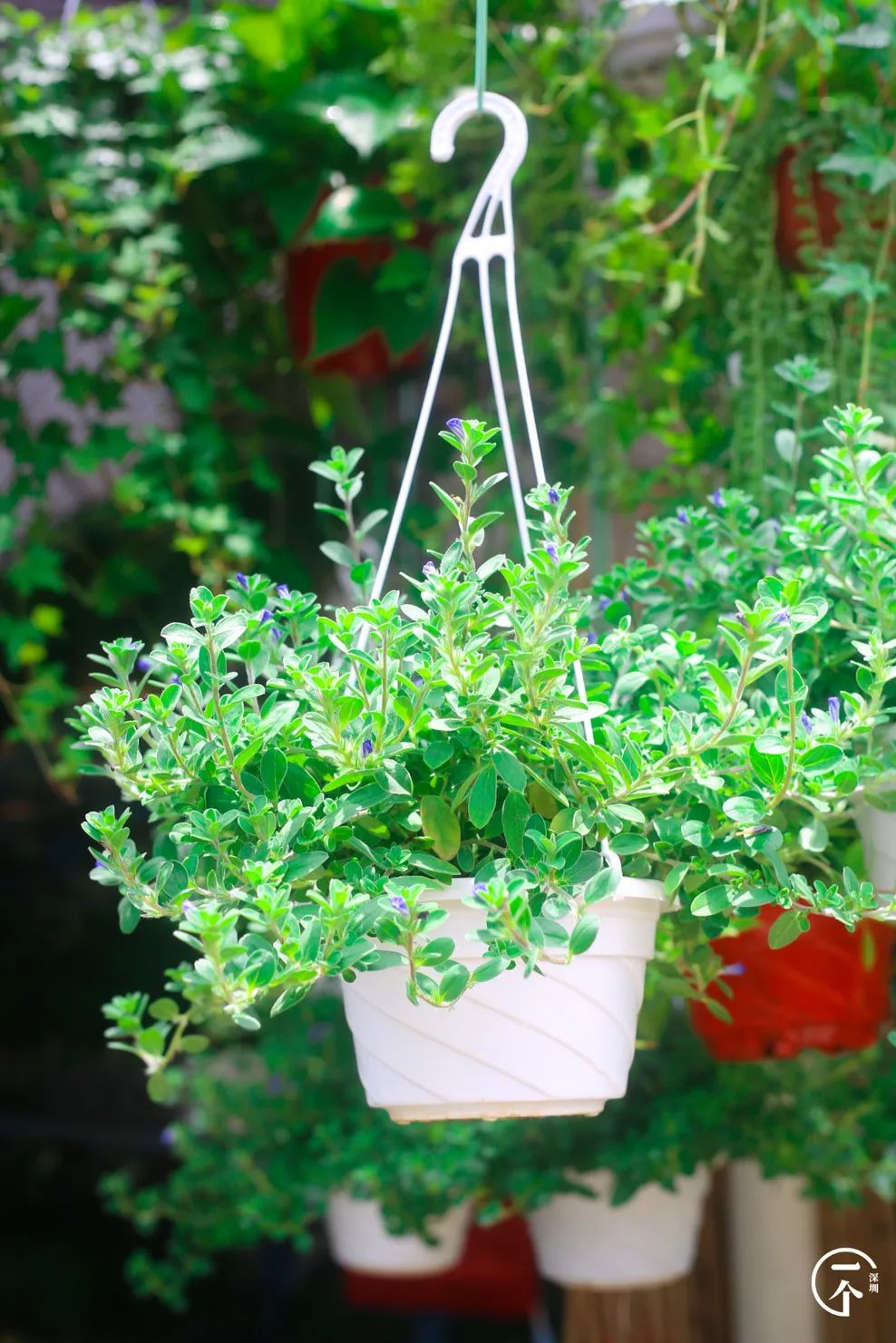 布吉哪里的房租最便宜,布吉房租为什么便宜