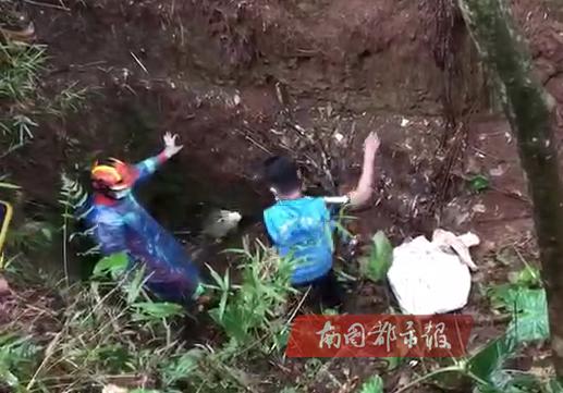 马路惊现巨型蟒蛇,臭水沟惊现巨大蟒蛇