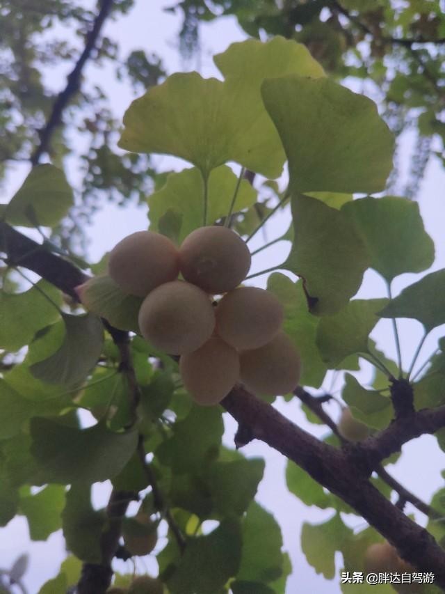 成都哪里可以避暑看萤火虫,成都周边露营看萤火虫哪里最合适