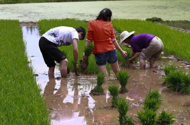 农村人家的生活现状,农村人打工现况