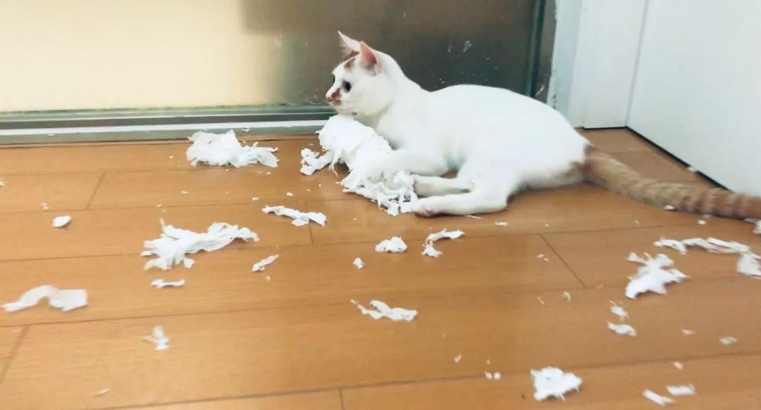 猫咪爱吃塑料袋子是为什么,猫咪吃塑料袋的原因和解决方法