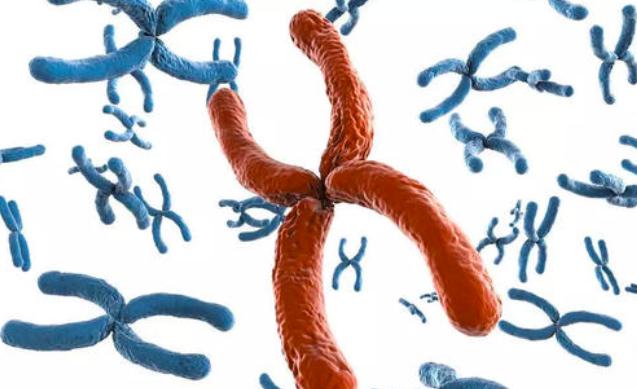 无性生殖到有性生殖的进化,无性繁殖和有性生殖的优点和缺点