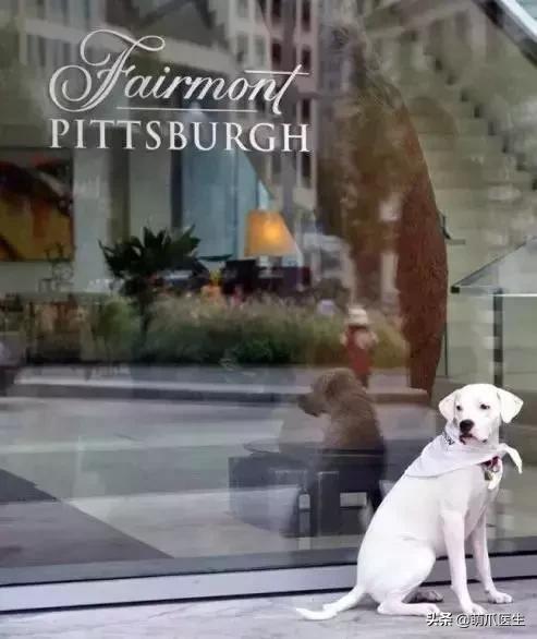 上海可带宠物入住的酒店推荐,怎么选宠物友好酒店房间