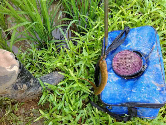 钓黄鳝怎么找洞,钓黄鳝找石头洞的技巧