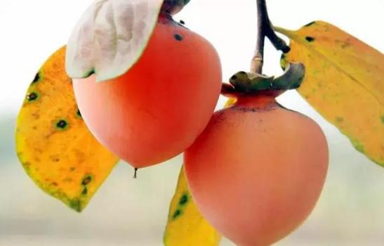 90%靠从中国进口的“软黄金”，韩国人都抢着吃，朱元璋给它封侯