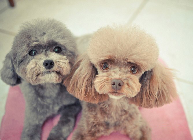 泰迪犬基本训练方法,泰迪犬训练教程