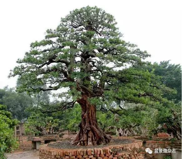 全世界最贵的100棵盆景,最贵的十种盆景