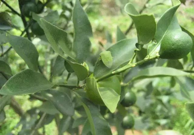 果树大量生虫子怎么办,防止果树生虫子小妙招