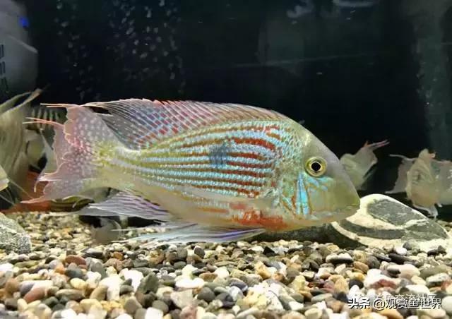 食土鲷一般多大尺寸,食土鲷哪个品种小一点