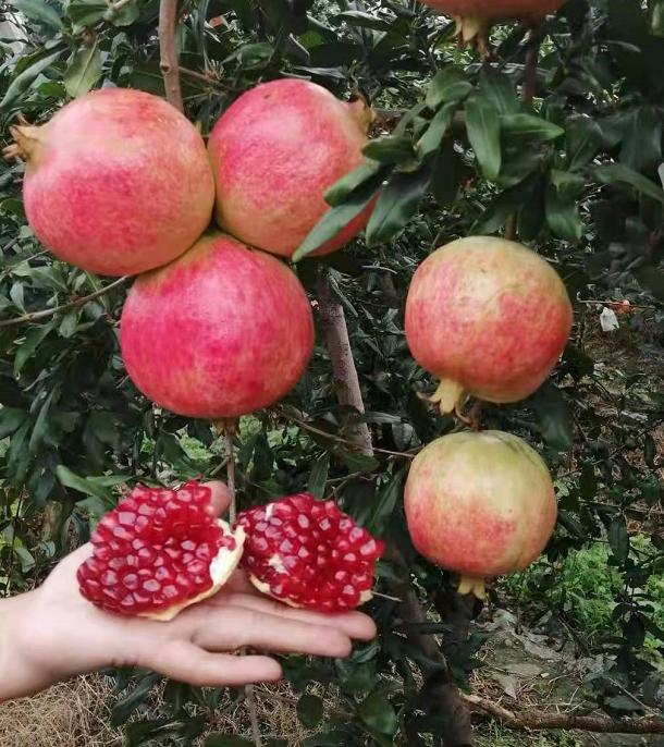 8月份最早上市水果,8月初成熟新品种桃