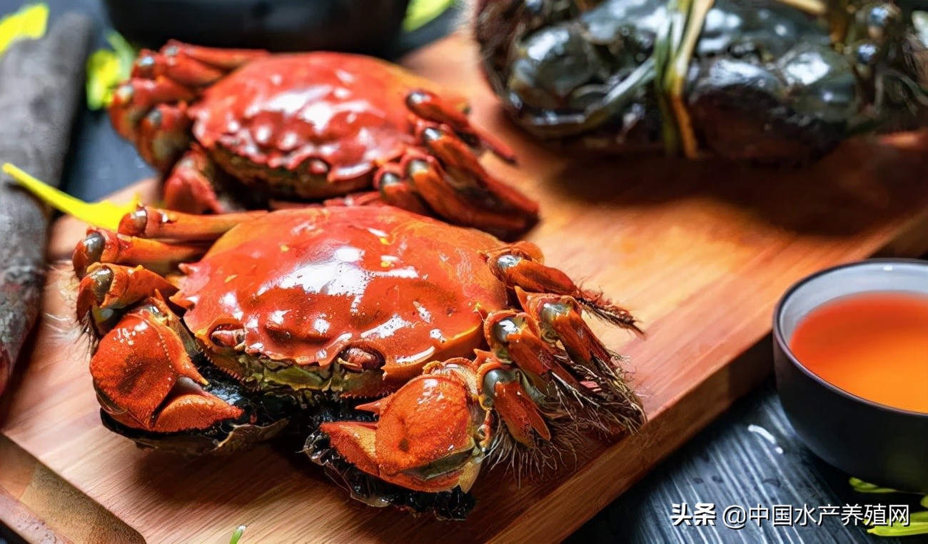 2023年河蟹养殖成本与利润,养殖河蟹100亩利润