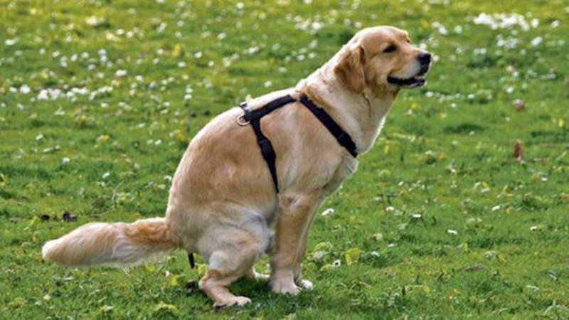 狗狗的便便怎么样才算正常,狗狗健康的便便是怎么样的