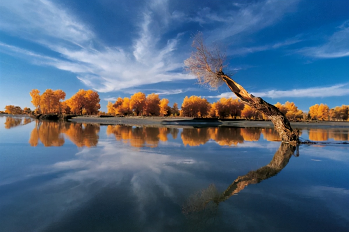 艺术家朗诵不朽的胡杨,千年不朽的胡杨