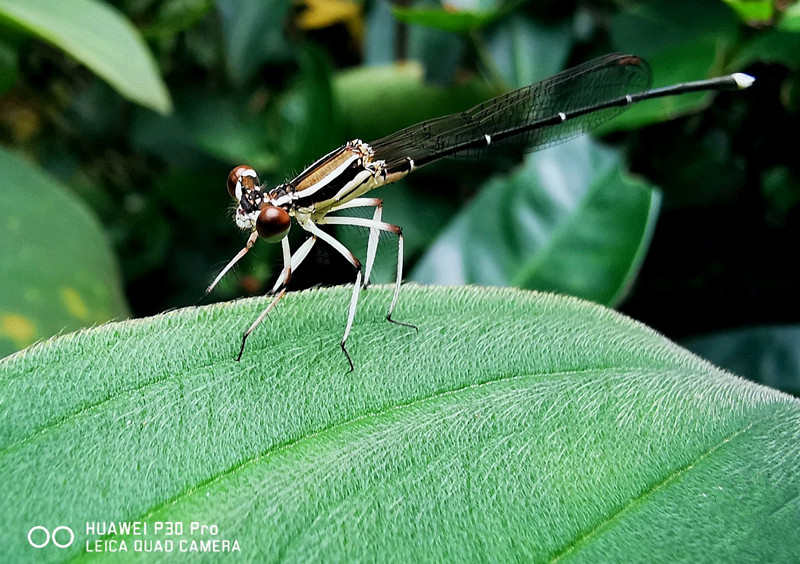 华为p30鸿蒙otg功能怎么使用,华为p30手机录音功能在哪里打开