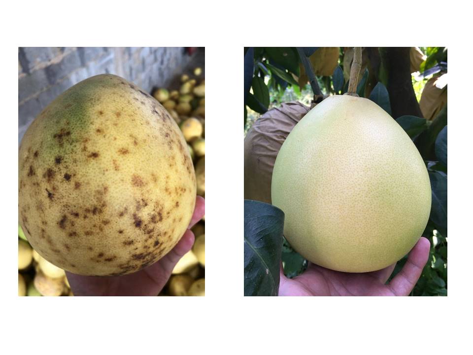 柑橘转色原理及增甜办法,柑橘增糖着色的原因