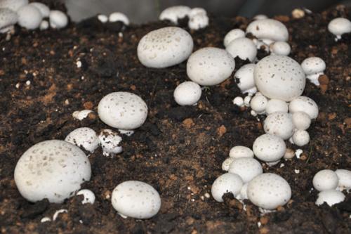 双孢菇菌种培养方法视频,双孢菇料进棚后二次发酵过程